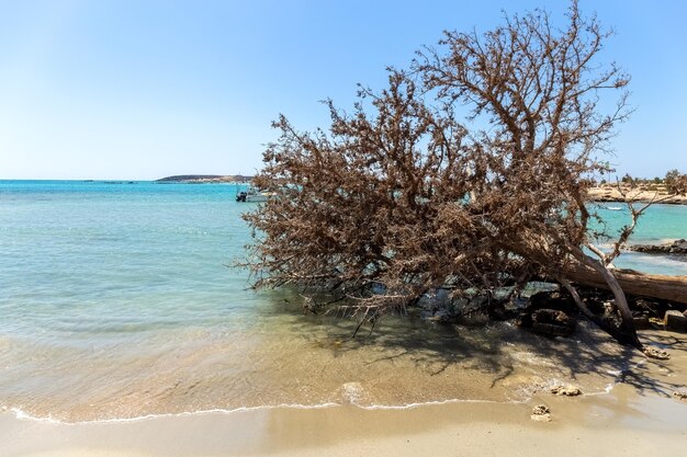 Withered bush on the seashore sand beach photo