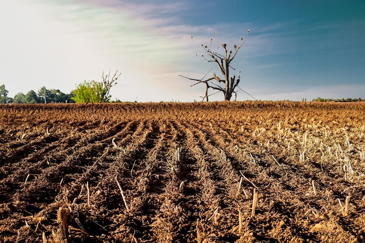 फोटो withered crops and parched soil on a farm in prolonged drought due to climate change
