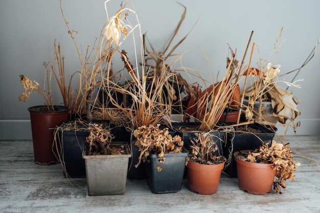 Withered dead house flowers in pots without water