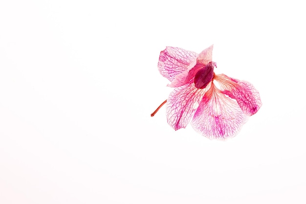 The withered dried orchid flower isolated on white background Concept beautiful nature around