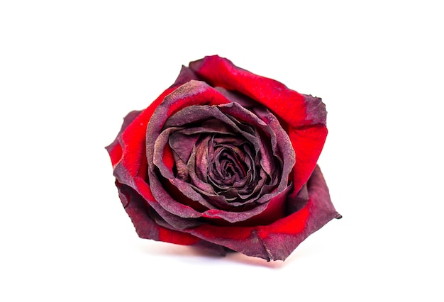 Rosa rossa asciutta appassita isolata su bianco