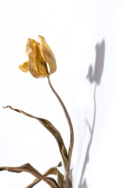 Увядший цветок. Высушенный желтый цветок тюльпана над белой предпосылкой с тенью.