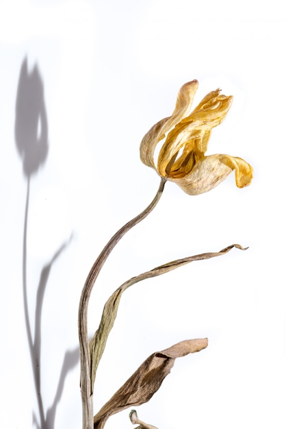 Withered flower. Dried yellow tulip flower over white background with shadow.