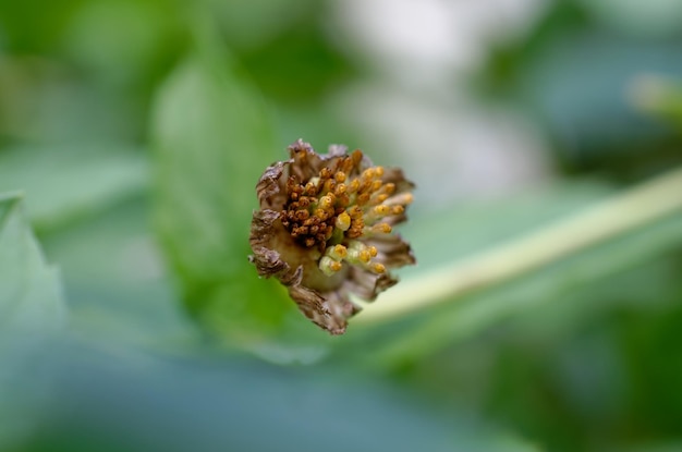 withered flower on a green background