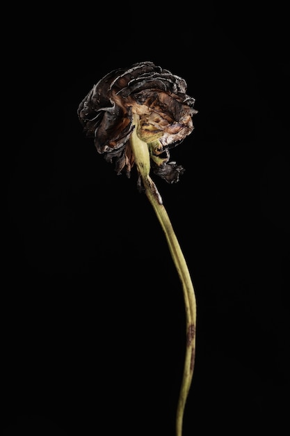 Withered flower Withered flowers on black wall Dried flowers