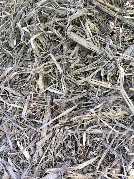 withered grass background top view