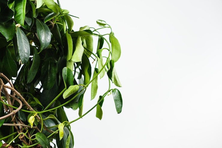 Photo withered jasmine leaves