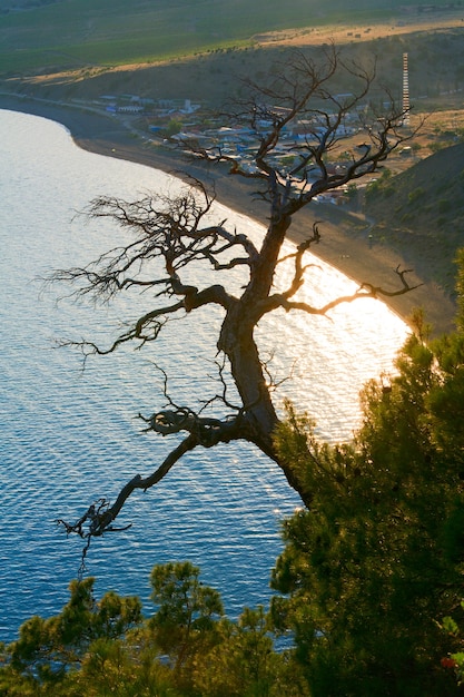 枯れたジュニパーの木と夕方の「NovyjSvit」は背後の海岸線を保護します（クリミア、ウクライナ）。