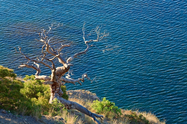 Withered juniper tree on sea background ("Novyj Svit" reserve, Crimea, Ukraine).