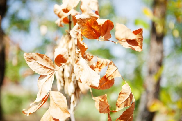 Withered leaf on a tree branch