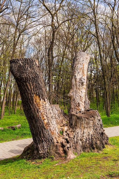 Withered logs in the park