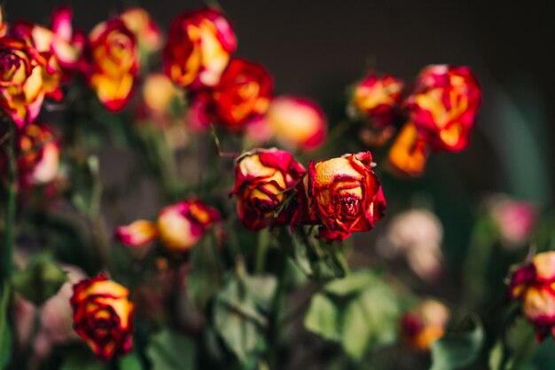 Withered red and yellow roses and petals on black