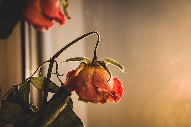 시든 장미는 햇빛에 말린 장미 꽃 봉오리를 닫습니다. 오래 된 꽃다발 시든 꽃 슬픔 개념