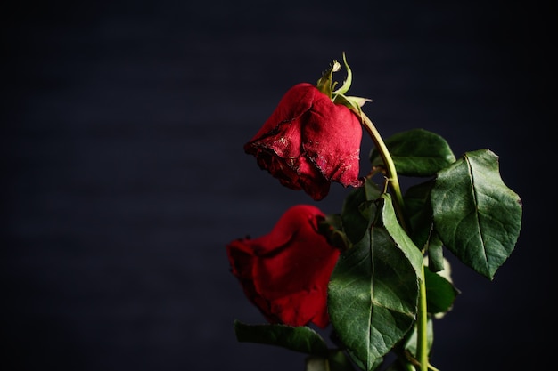 Увядшая роза на темно-сером фоне и деревянный стол с осенними лепестками и листьями, концепция дизайна грустного романтического дня святого Валентина, разбитая, копия, пространство.