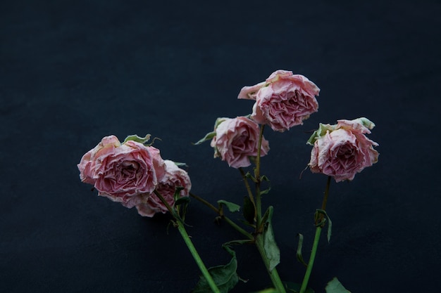 어두운 배경에 시든 장미 꽃봉오리가 있는 퇴색된 꽃 선택적 초점 복사 공간