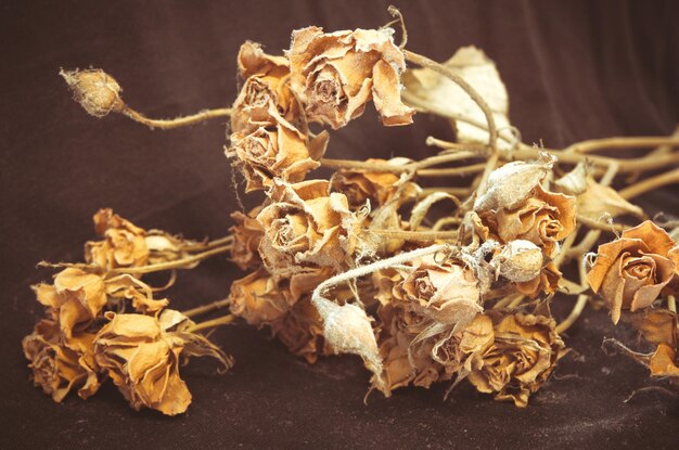 Photo withered roses