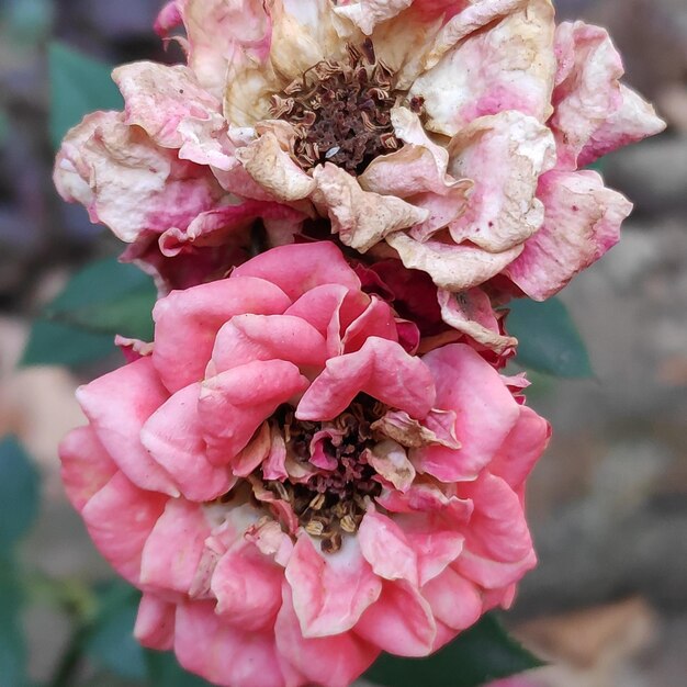 Withered roseswinters