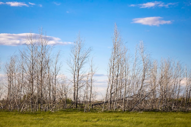 Photo withered trees are not cut down. ecology. high quality photo