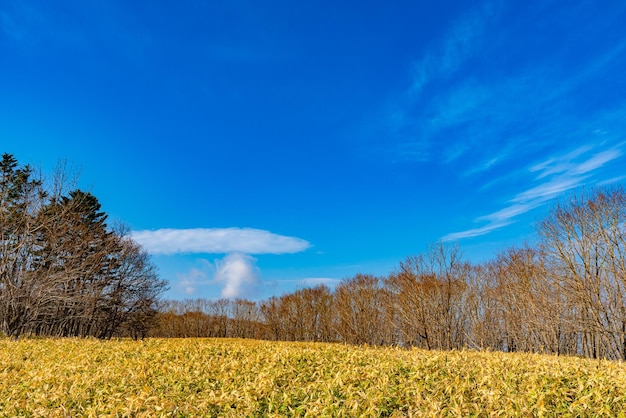 Foto alberi appassiti e sentiero nel bosco in una giornata di sole uno sfondo del concetto di escursione