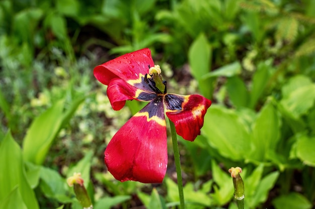 Withered Tulman flower with fallen petals closeup