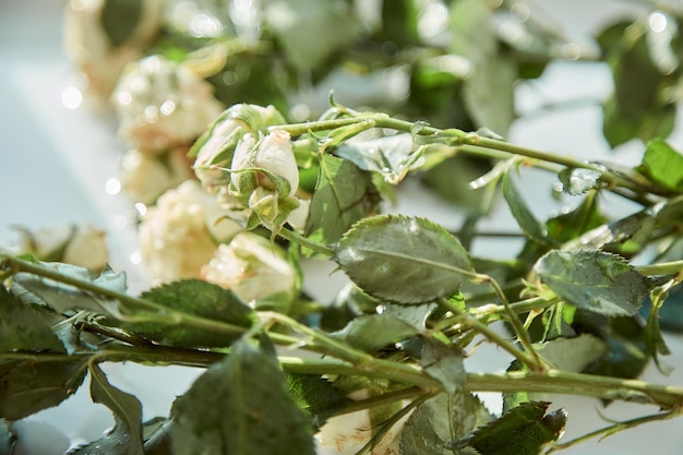 Withered white roses close up Sadness concept High quality photo