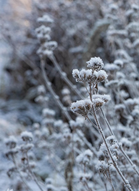 Piante selvatiche appassite coperte di neve bianca