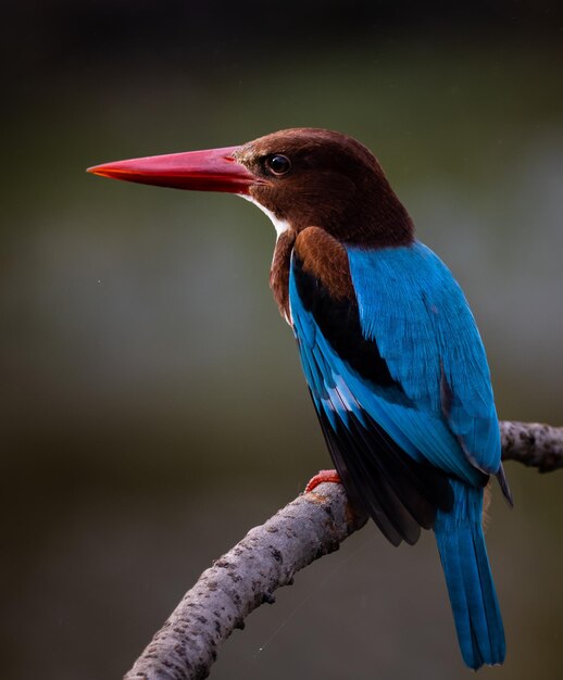 Witkeelijsvogel op takboom