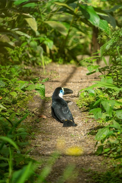 Witkeeltoekan, Amazonegebied, Ecuador