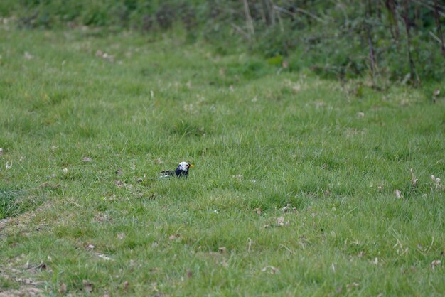 Witkopmerel (turdus merula) in het gras op zoek naar voedsel