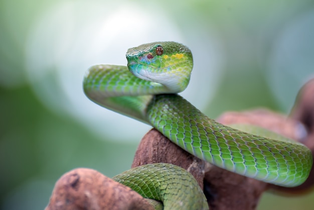 Witlip eilandkuiladder (Trimesurus insularis) op de boomtak