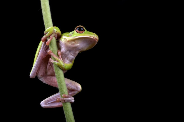 witlipboomkikker Litoria infrafrenata close-up op tak