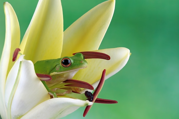 Witlipboomkikker Litoria infrafrenata op leliebloem