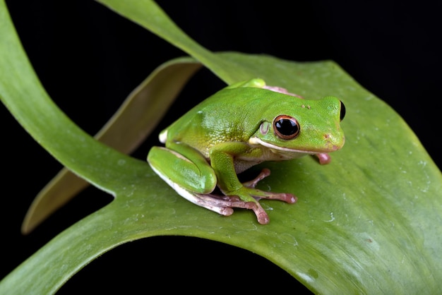 Witlipboomkikker op een blad