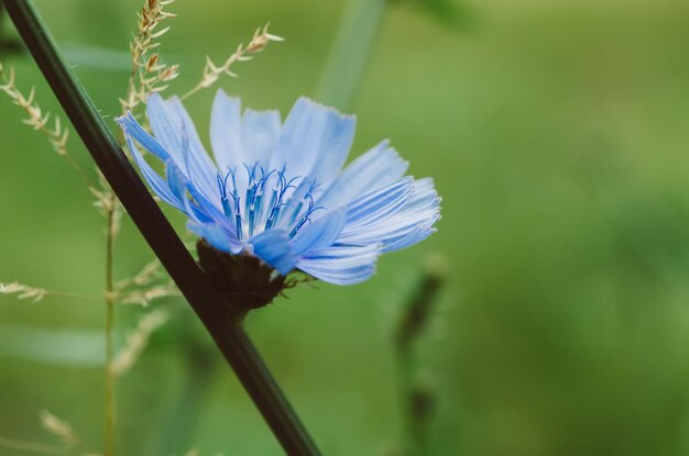 Witlof blauwe bloem bloeien in de natuur bloemen achtergrond met kopie ruimte