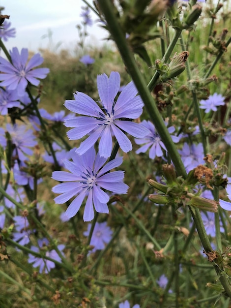 Witlof bloemen fotografie