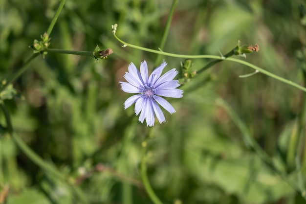 Witlofbloemen op een weiland