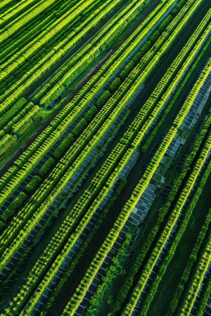 Photo witness the harmonious integration of solar panel technology a lush green agricultural farm