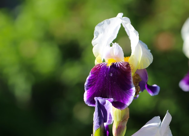 witpaarse bloemiris met knop in botanische tuin Iris x hybrida