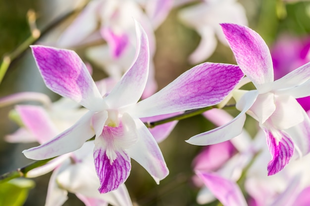 Witpaarse orchidee, Dendrobium.