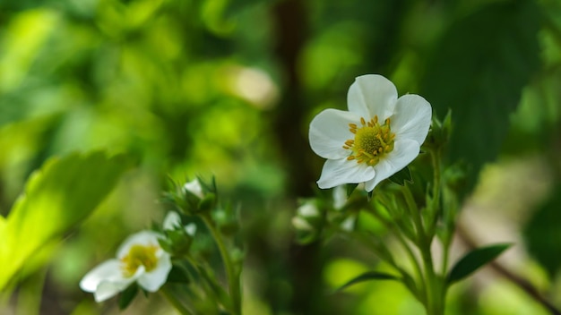 witte aardbeibloem met een geel centrum