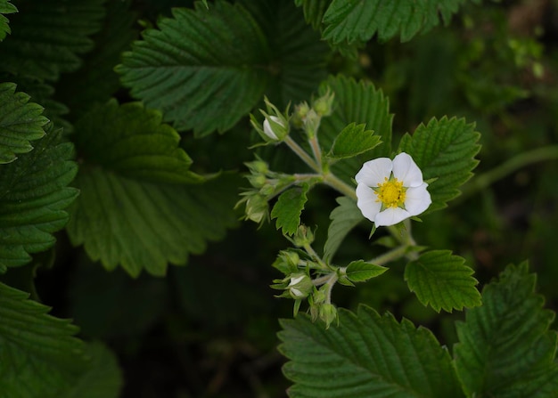 Witte aardbeienbloemen bij zonsondergang