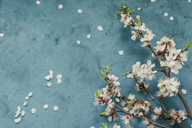 Witte abrikoos Lentebloemen op de grunge donkerblauwe achtergrond met copyspace Seizoensgebonden en groet concept