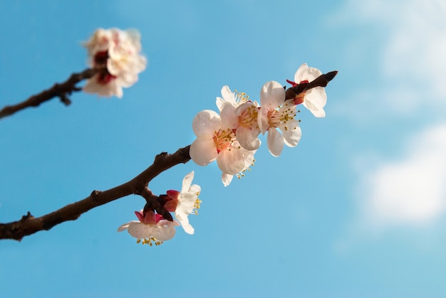 Witte abrikozenbloemen met blauwe hemelachtergrond