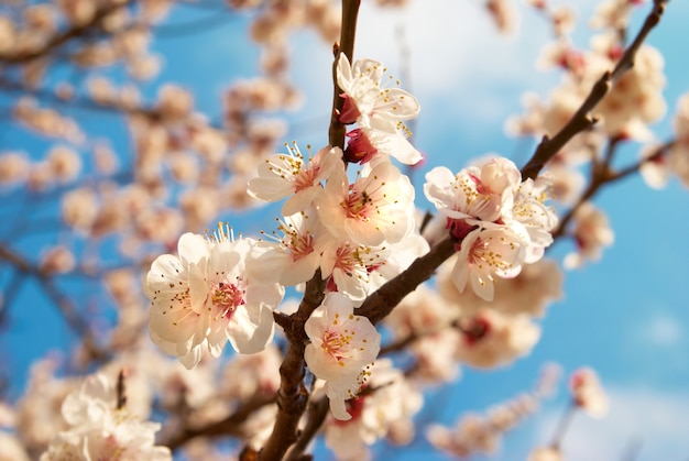 Witte abrikozenbloemen op de lenteboom met blauwe hemelachtergrond