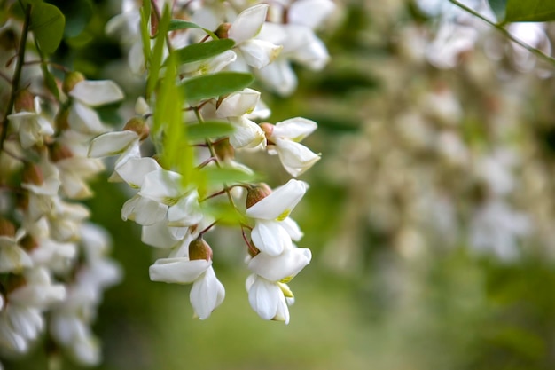 Witte acacia bloemen met selectieve focus