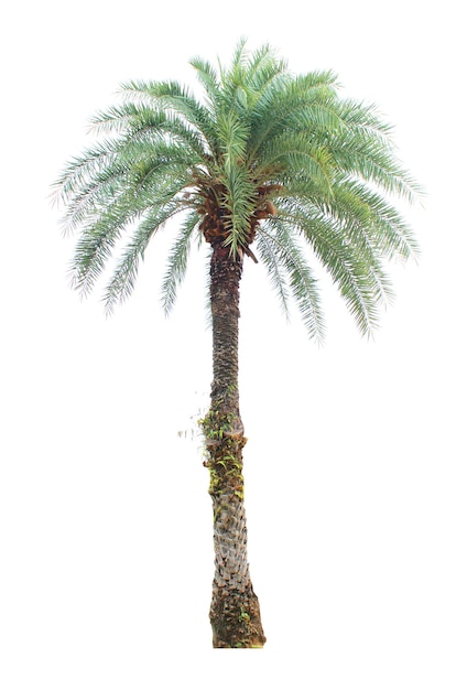 Foto witte achtergrond met geïsoleerde bomen