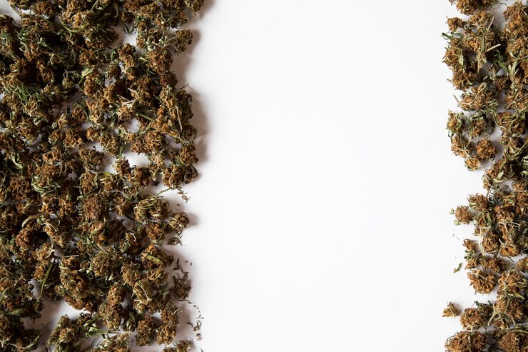 Witte achtergrond met ruimte voor kopiëren aan de randen er zijn overvloedige gedroogde marihuanaknoppen medisch concept legaliseert cannabis voor medische behandeling
