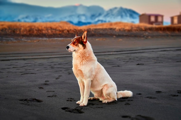 Witte achtersteven hond zit op een herfst oceaan strand met zwart zand in de stralen van koele zonsondergang tegen de achtergrond van besneeuwde bergen Kamtsjatka