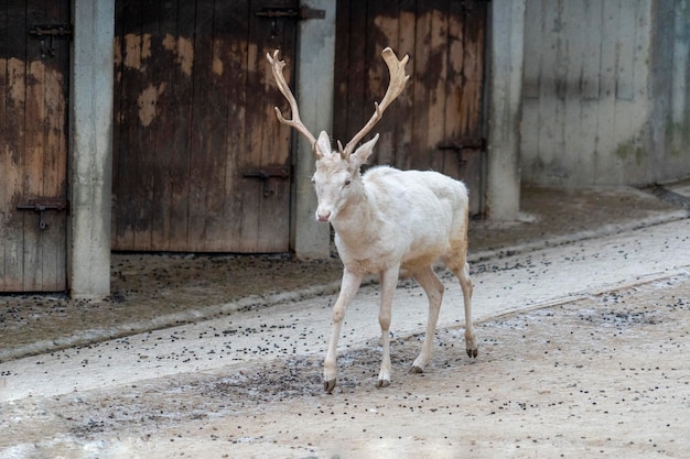 Witte albino ree