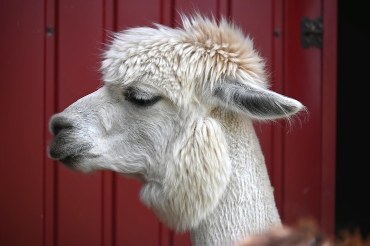 Foto witte alpaca met een dikke pluizige vacht en een uitgesproken kapsel die in de verte kijkt